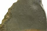 Fossil Bird (Avipeda) Track Plate - Green River Formation, Utah #352257-1